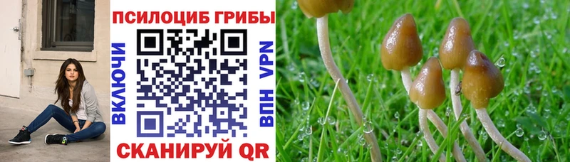 Галлюциногенные грибы Psilocybe  Приволжск 